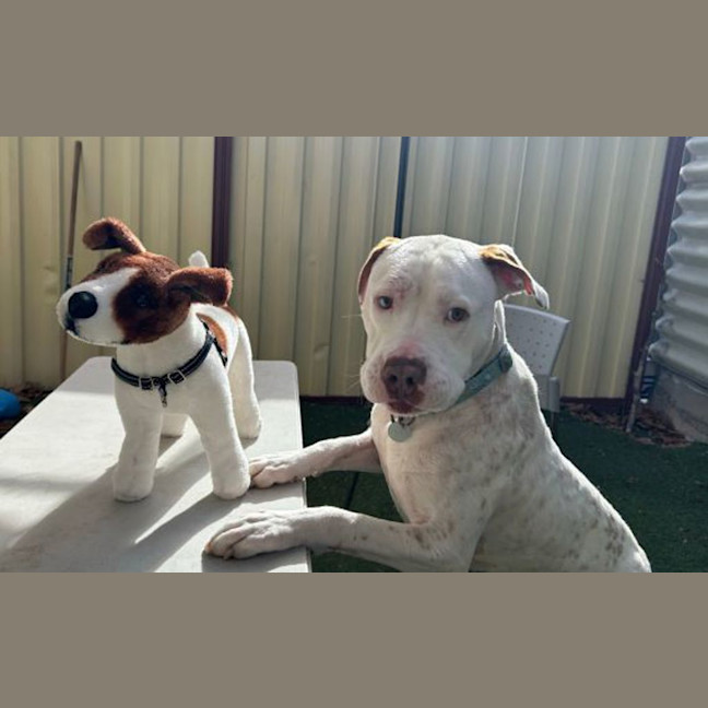 Photo of Skipper 