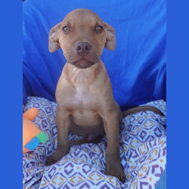 Photo of Ares