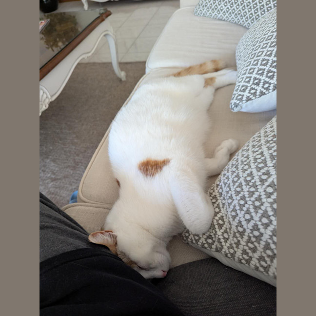 Photo of Taco