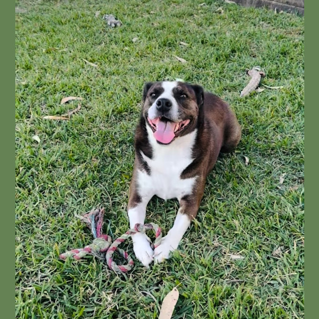 Photo of Iggy And Lou Lou