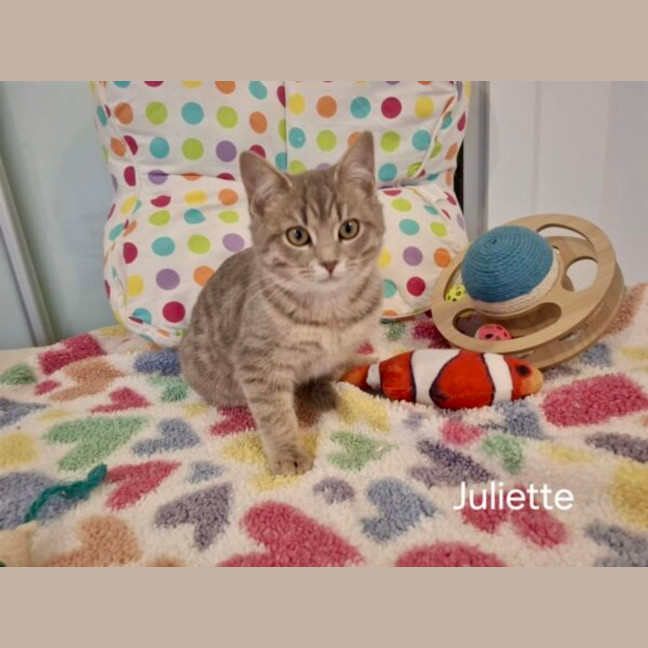 Photo of Juliette