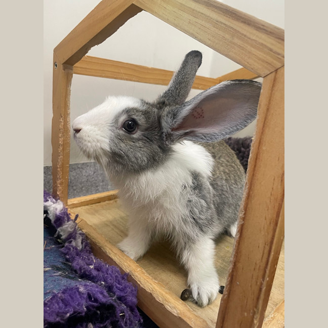 Photo of David (Bonded To Lincoln 