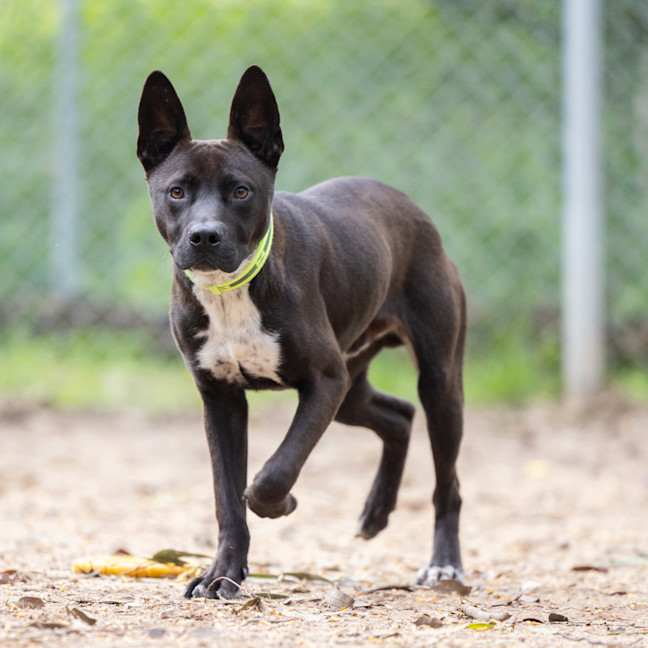 Photo of Koda
