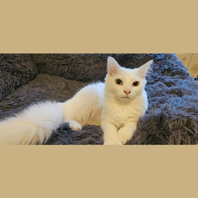 Photo of Cosima *9 Lives Project Rescue*