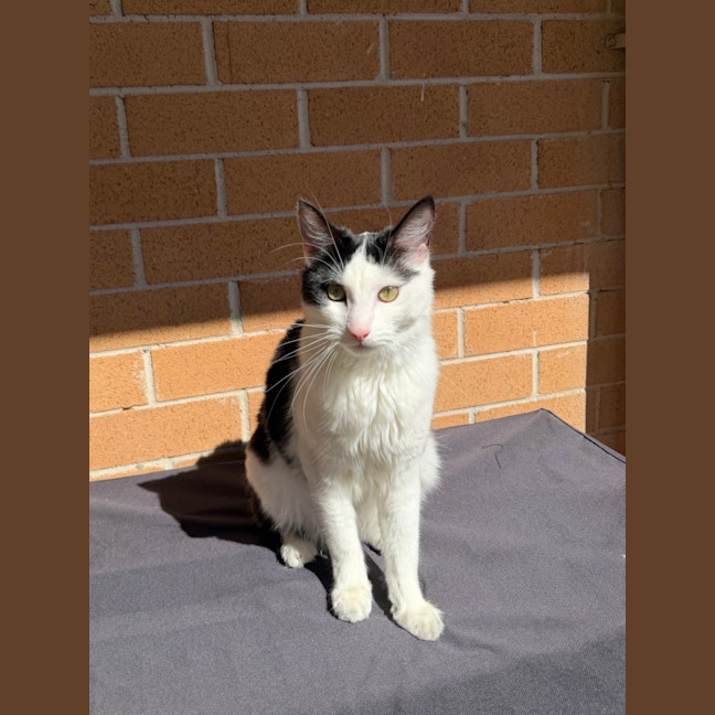 Photo of Luna