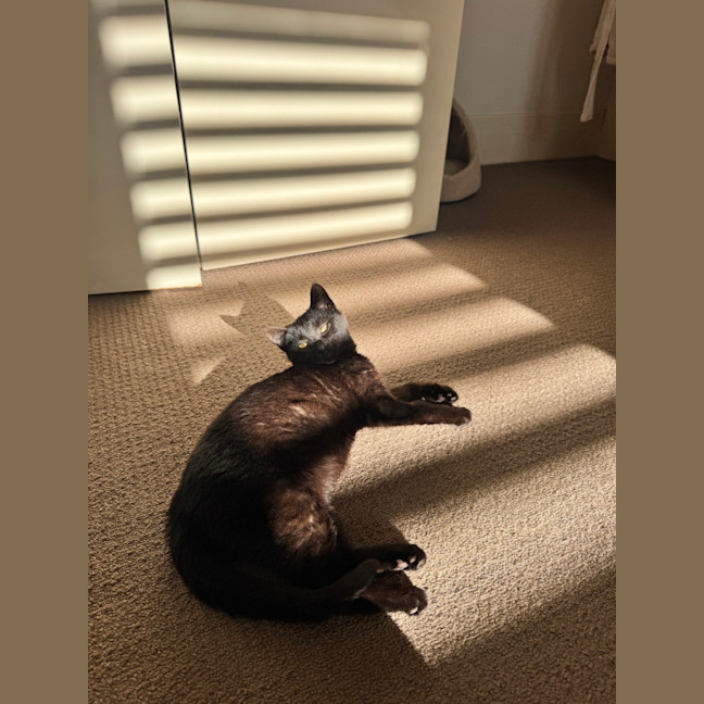 Photo of Vegemite (Binx)