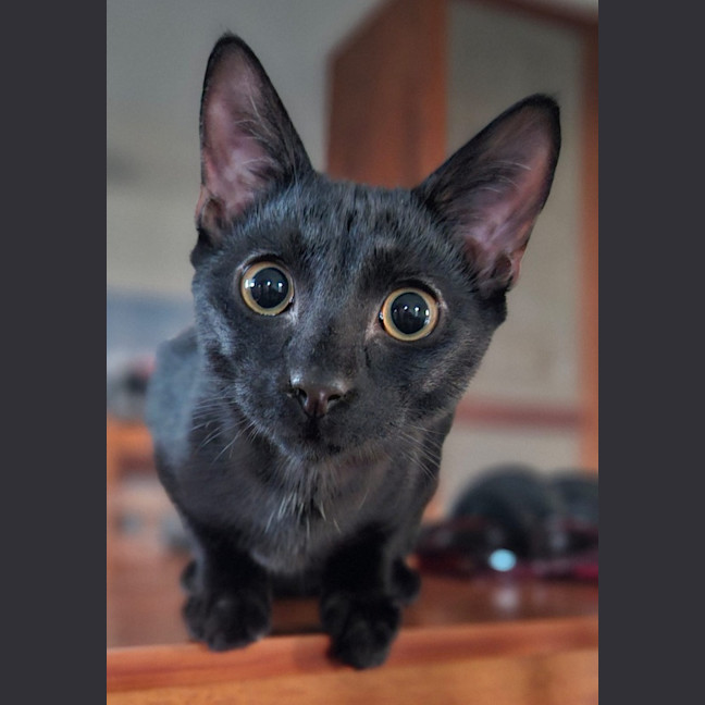 Photo of Freddo