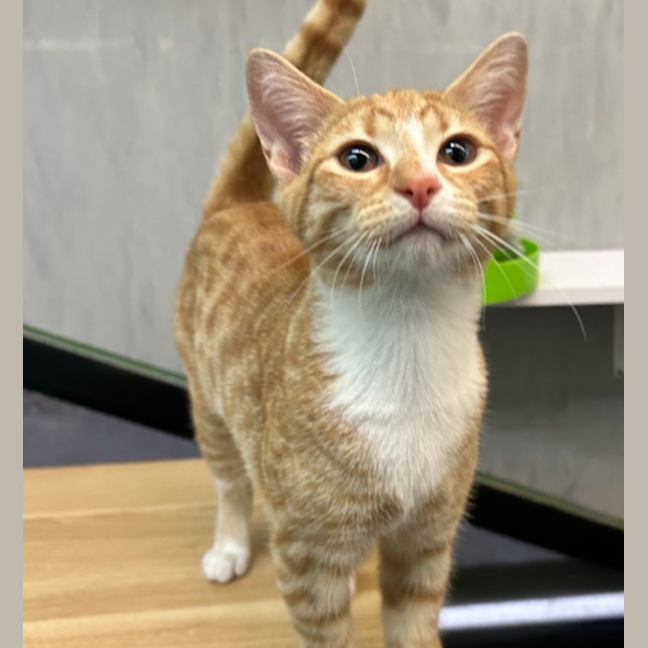 Photo of Mango