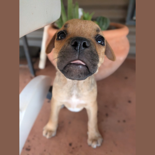 Photo of Dot