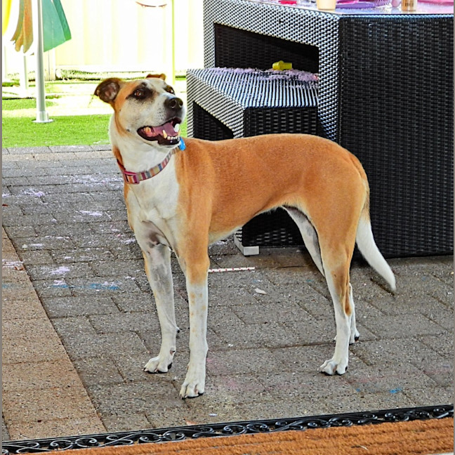 Photo of Stella