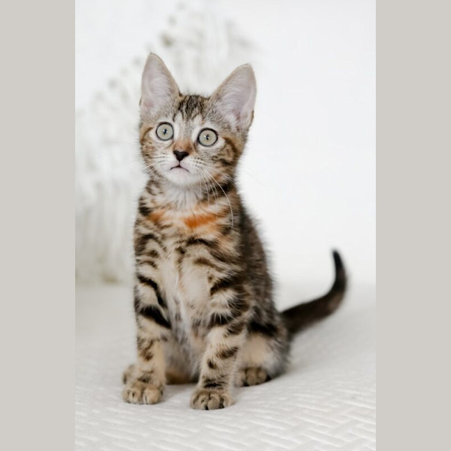 Photo of Nutmeg