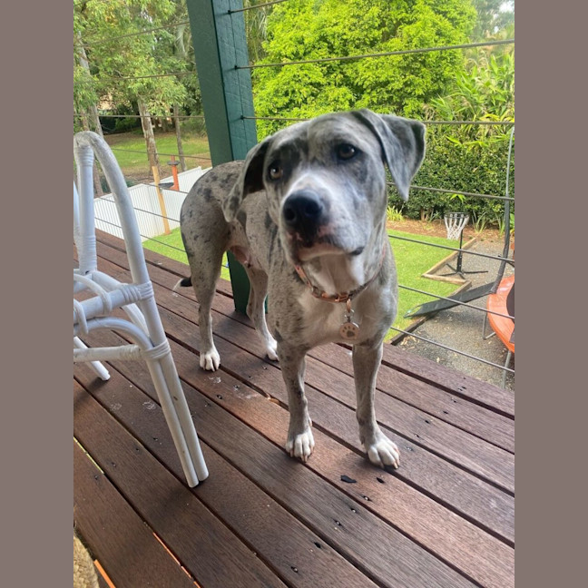 Photo of Winnie *$350 Adoption Fee*