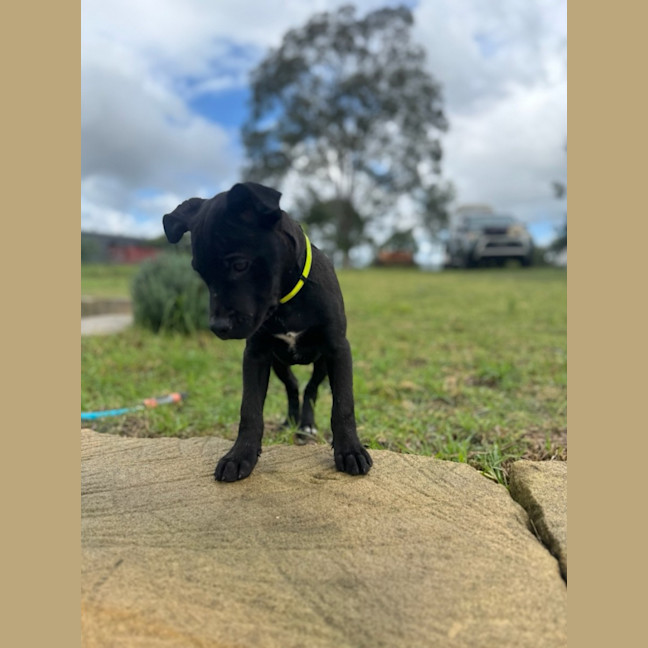 Photo of Mickey   14 Week Old Cattle Dog X Staffy