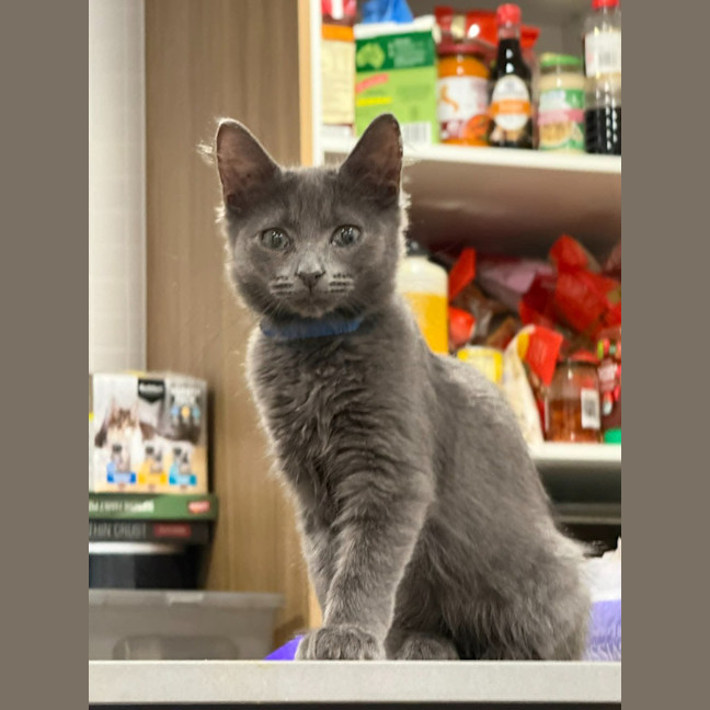 Photo of Milo