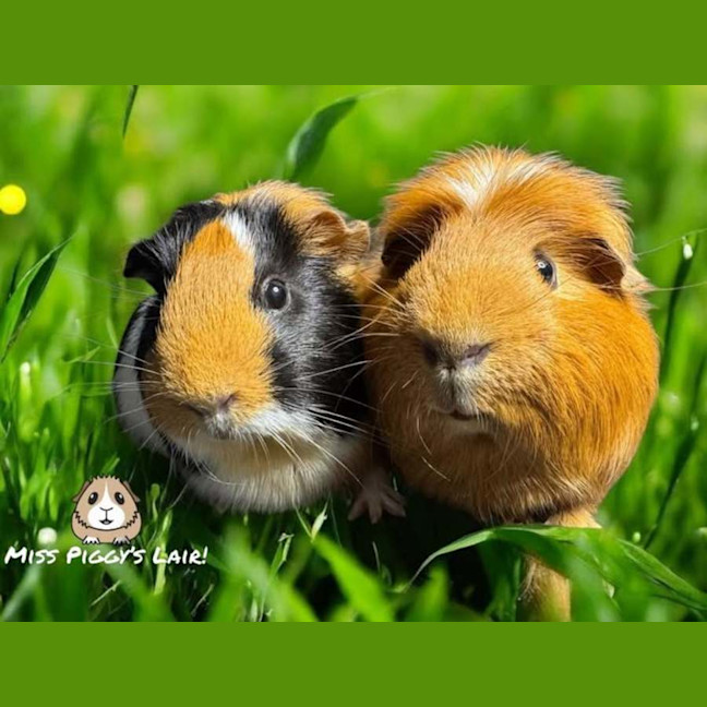 Photo of Cherry & Silas