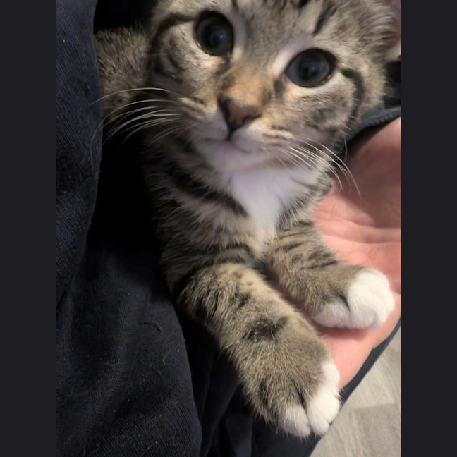 Photo of Timmy (Bob)