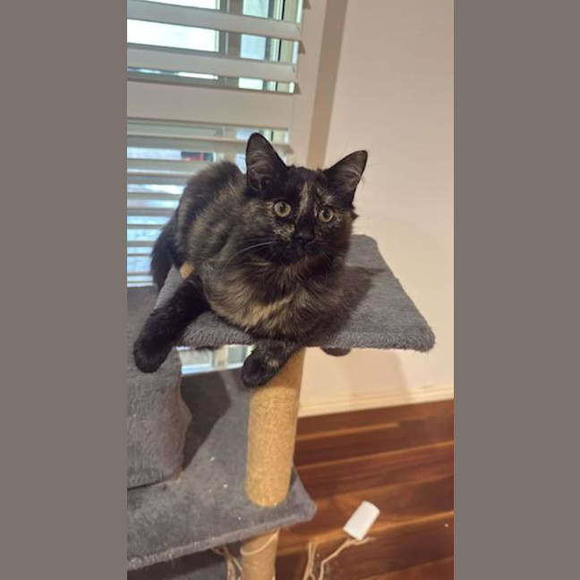 Photo of Pixie