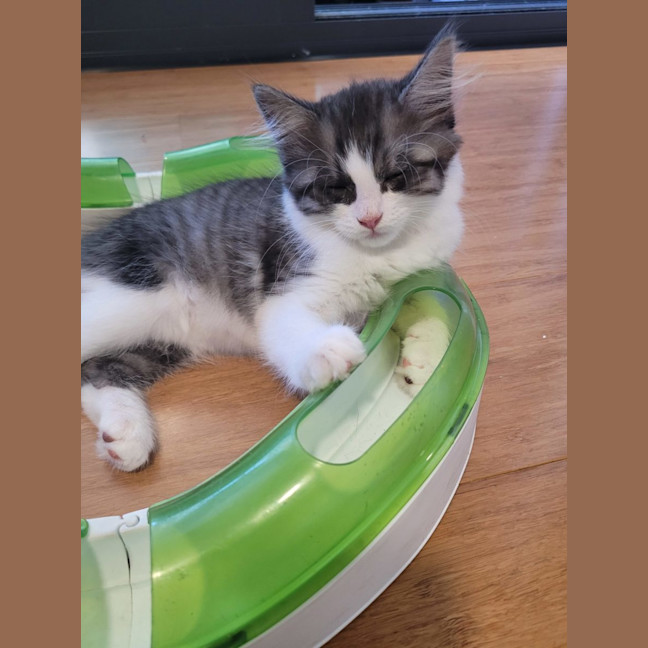 Photo of Cherry   Available From 20/1