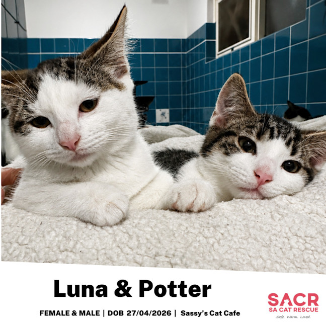 Photo of Luna & Potter