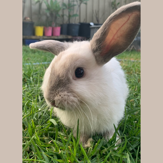 Photo of Harey Styles