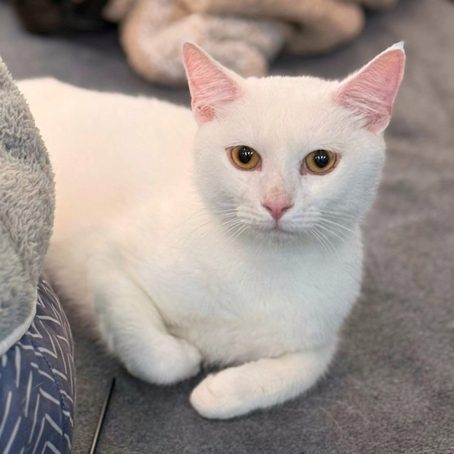 Photo of 12749   Yoghurt