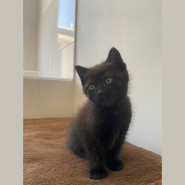 Photo of Timtam