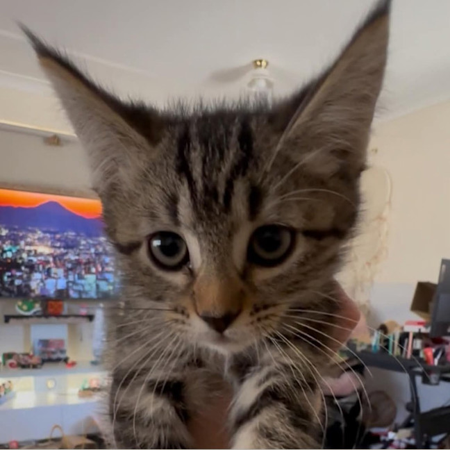 Photo of Clementine