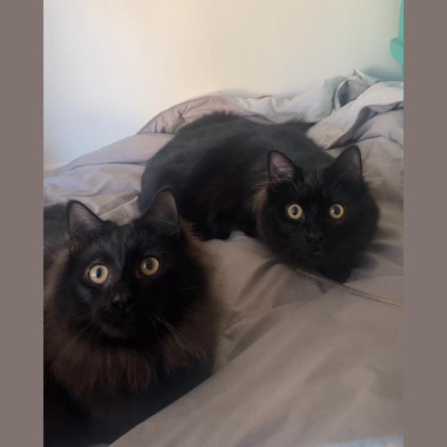 Photo of Wilson (And House)
