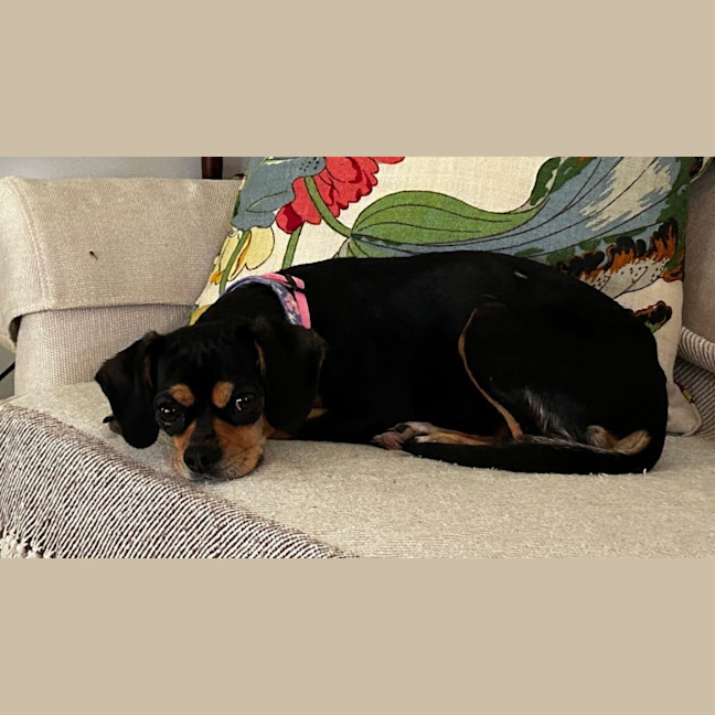 Photo of Pixie