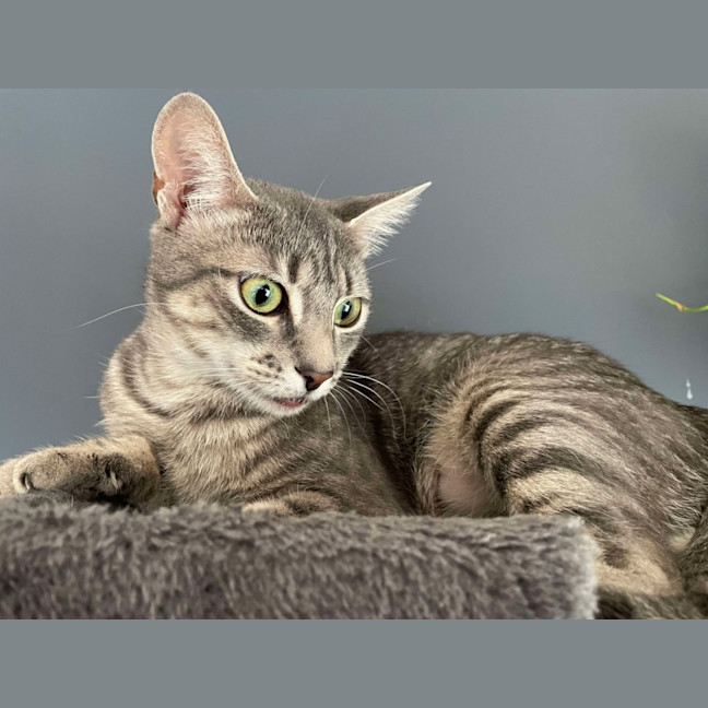 Photo of Aurora   Located In Bentleigh East