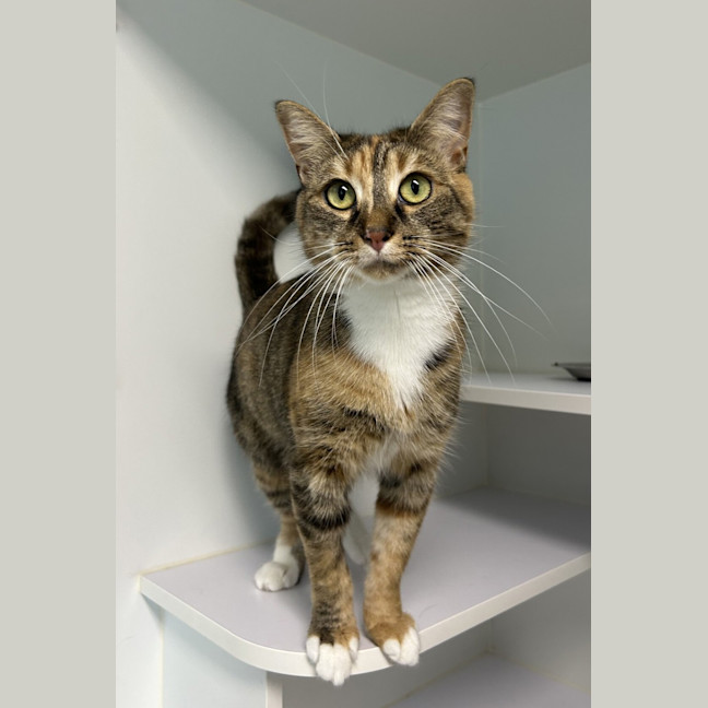 Photo of Athena