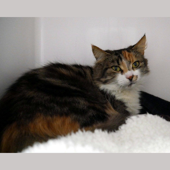 Photo of Pebbles Sta014704