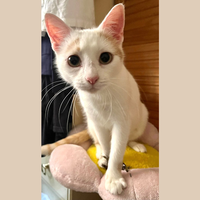 Photo of Peaches