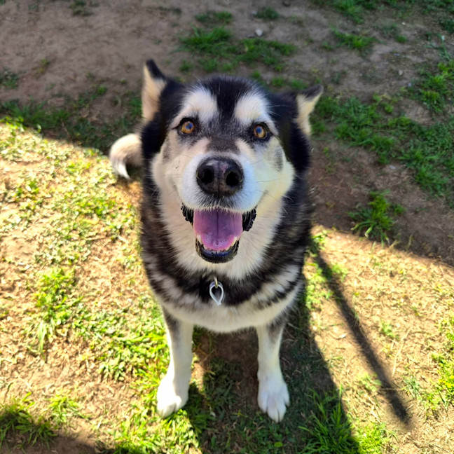 Photo of Cardie