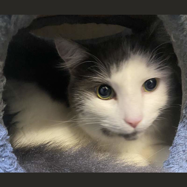 Photo of Romeo