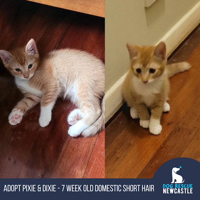 Photo of Pixie & Dixie   7 Week Old Domestic Short Hair