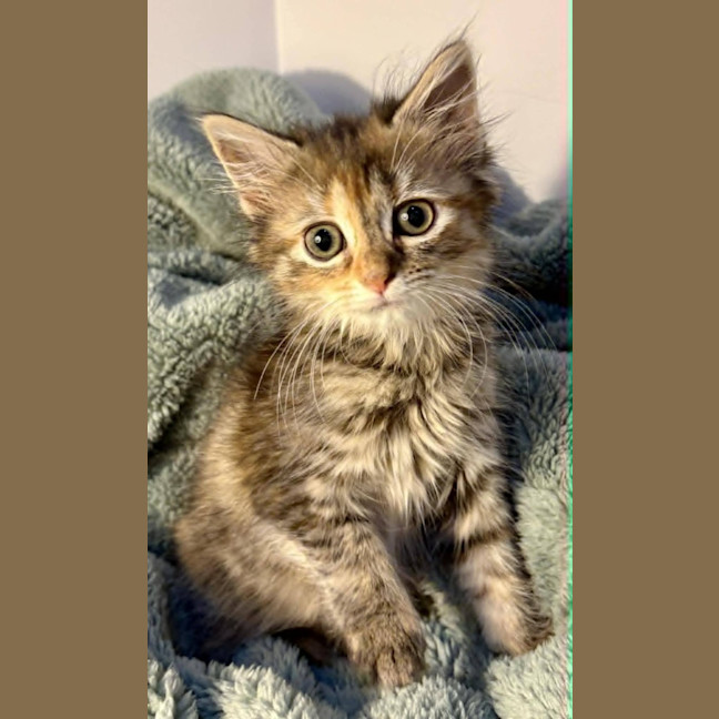Photo of Violet 