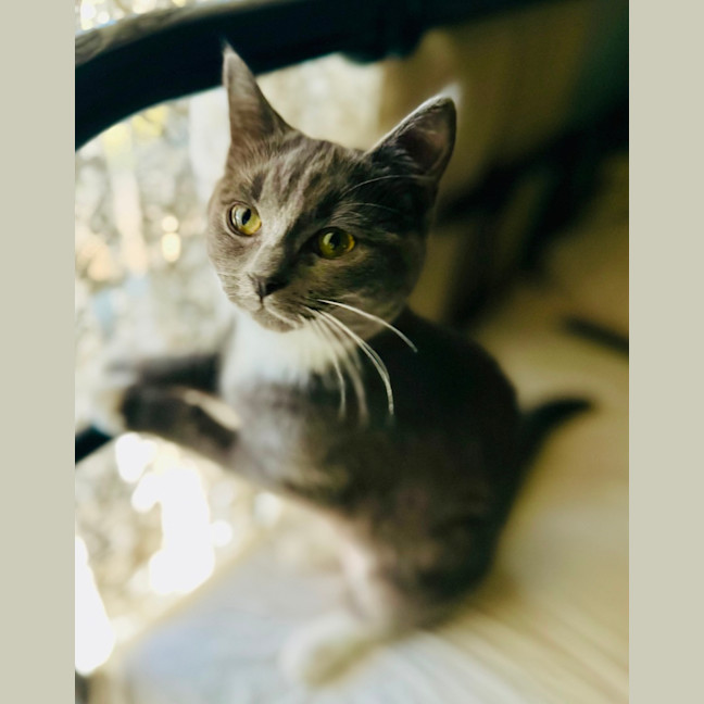 Photo of Hazel And Violet 