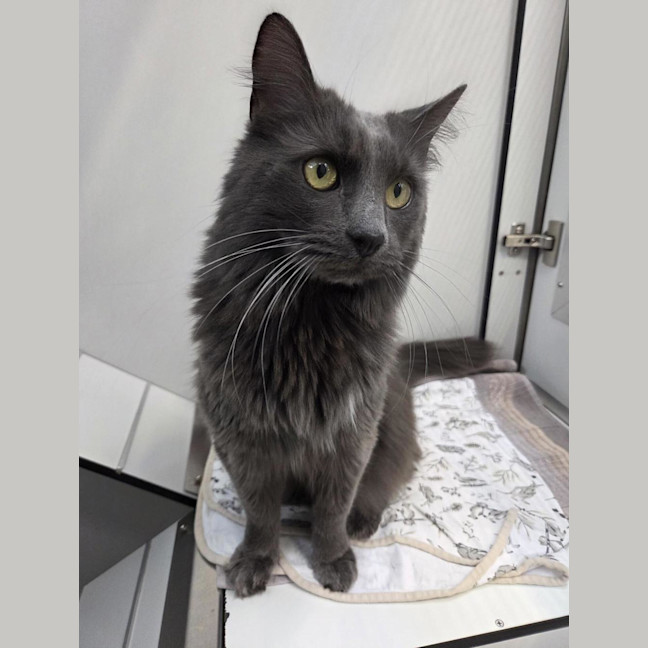 Photo of Lancelot