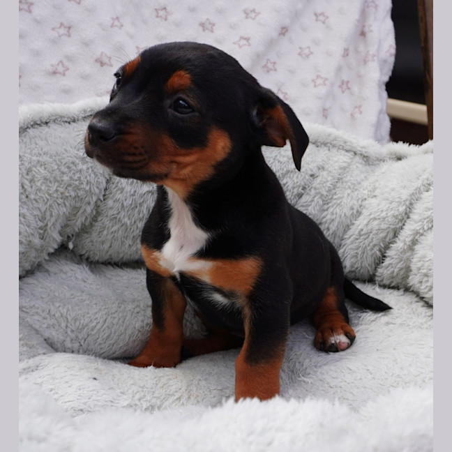 Photo of Echo