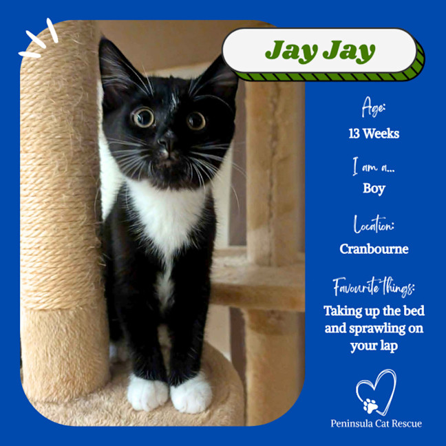 Photo of Jay Jay
