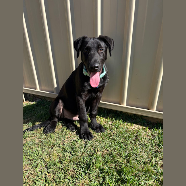 Photo of Oz   5 Month Old German Shepherd X