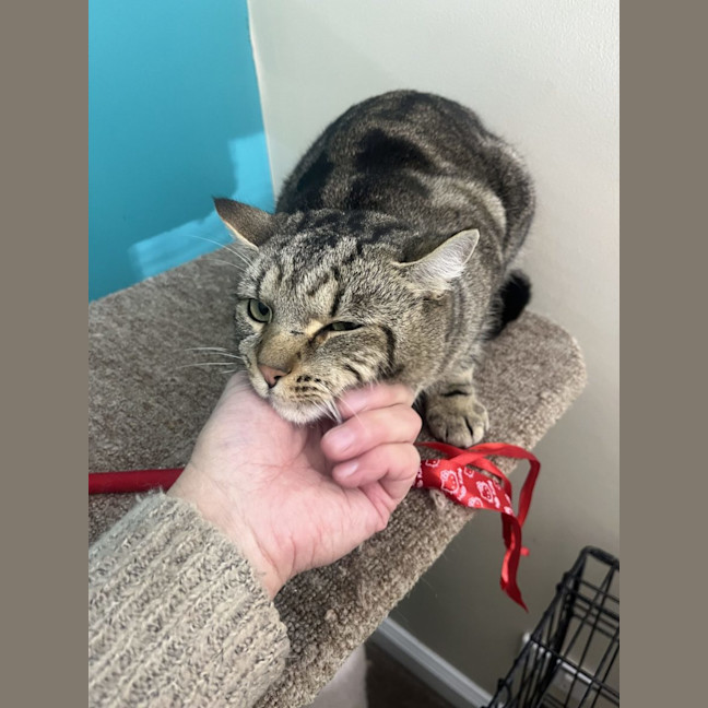 Photo of Kandos Now At Thornton Pet Quarters