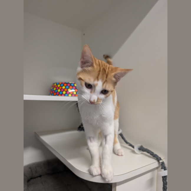 Photo of Pippin