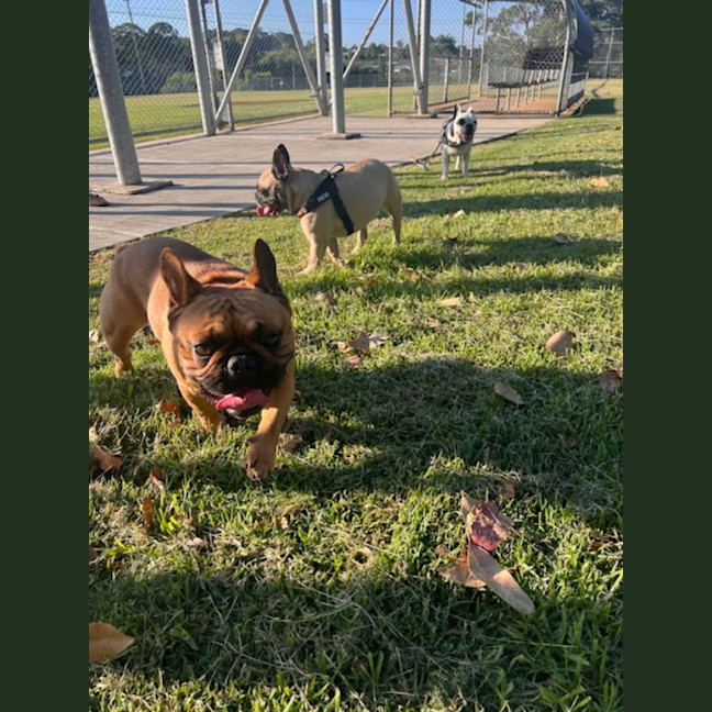 Photo of Buckley   3 Year Old French Bulldog