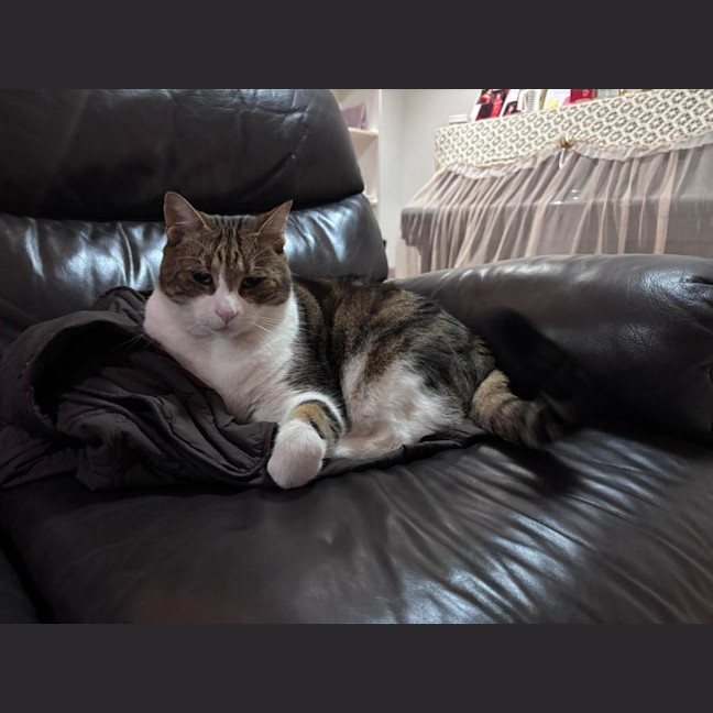 Photo of Terry The Tabby