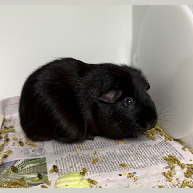 Photo of Lionel (Bonded With Walter And Fabio)