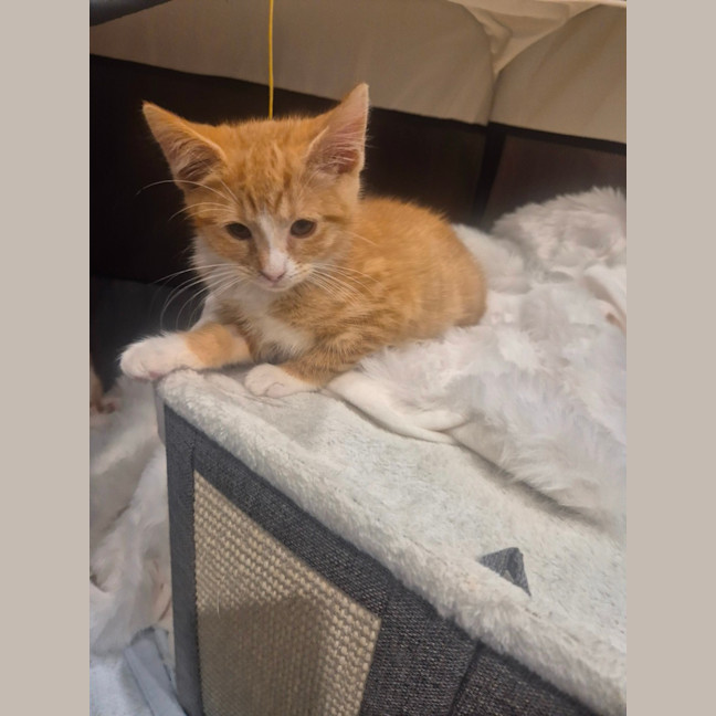 Photo of Nala