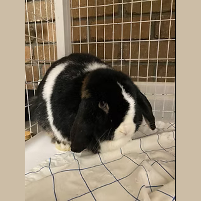 Photo of Oreo