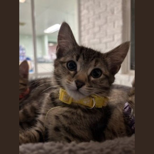 Photo of Chutney